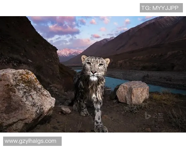 石家庄永昌与天山雪豹激战正酣谁能笑到最后争夺胜利荣耀